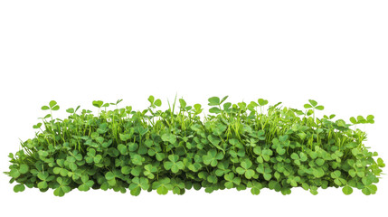 Obraz premium green grass on white background