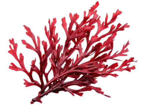 Red seaweed branch as a natural decorative element for aquariums, cut out