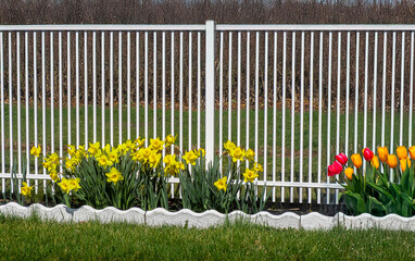 daffodils and tulips in spring