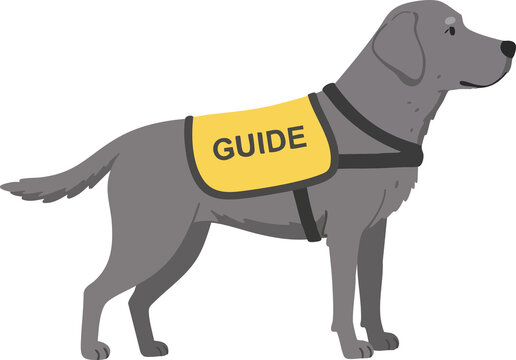 guide dog, dog, Disabled, Visually impaired, Day of the disabled, Hearing impaired, animal, puppy, pet, Retriever, Labrador retriever, Golden retriever, Guide dog training, illustration, cute, labrado