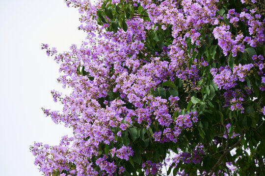 Close-up view of pink Queen&rsquo;s flower blooming on tree 