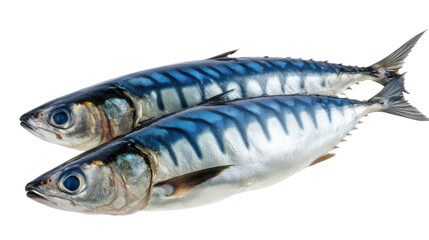 Obraz premium fresh fish on white background