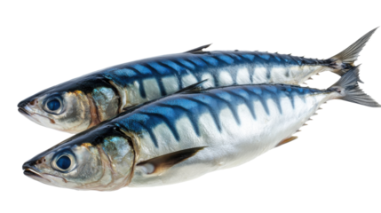 fresh fish on white background