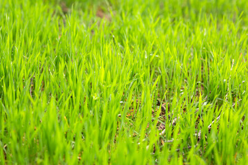dew on grass