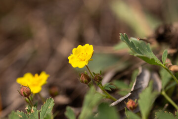 yellow flower in the garden