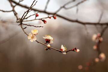 cherry tree blossom