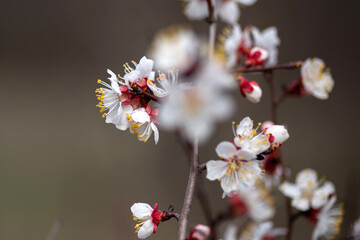 cherry tree blossom