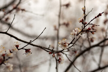 cherry tree blossom