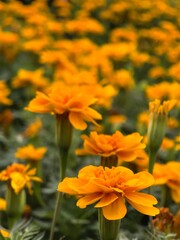 Marigold Bloom in Bangkok Garden