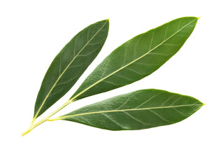 Fresh bay leaves for cooking and flavor enhancement in culinary dishes, cut out