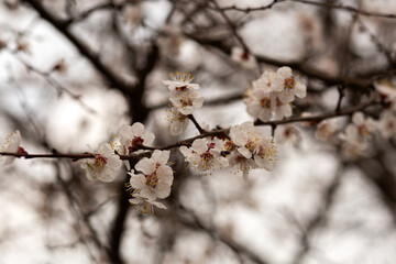 cherry tree blossom