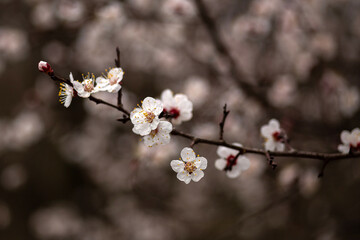 cherry tree blossom