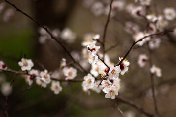 Obraz premium cherry tree blossom