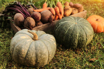 Bunch of organic beetroot, pumpkin and carrot, freshly harvested potato on grass in garden in...