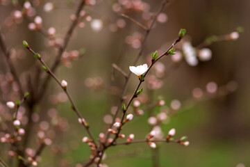 cherry blossom in spring