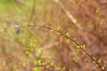 green leaves on a branch