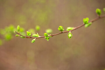 green leaves in spring