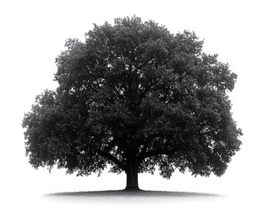 Fototapeta premium A large tree with a wide crown is isolated on white