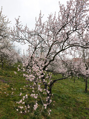 Obraz premium Blooming almond trees in petrin hill, prague, czechia