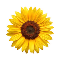 Fototapeta premium Vibrant sunflower in full bloom.