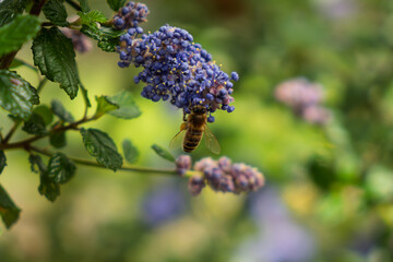 Honey bee collecting nectar 
