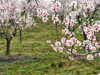Blooming almond tree branch in orchard in prague petrin gardens, copy space