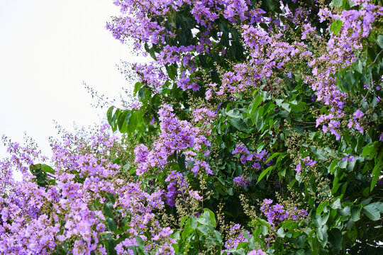 Close-up view of pink Queen&rsquo;s flower blooming on tree 