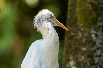 Close up portrait of cattle egret or heron. 