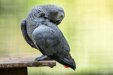 Portrait of an African grey parrot