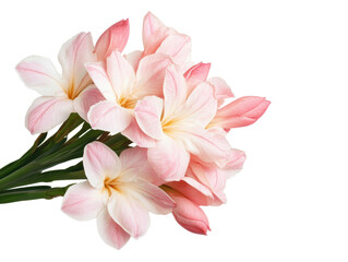 Obraz premium Beautiful bouquet of pink and white flowers for decoration and gifts, cut out