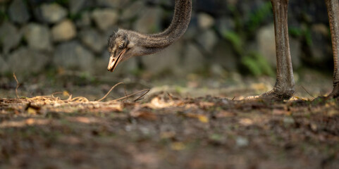 ostrich in the zoo looking for food