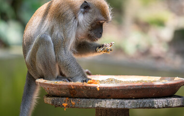 Meal time for a macaque macaca monkey in bird park