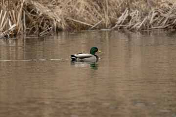Mallard in a Pond