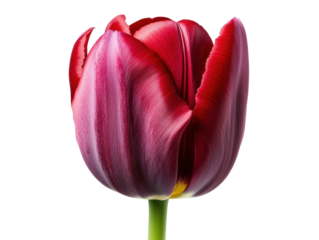 Vibrant red tulip blooming in early spring garden setting, cut out