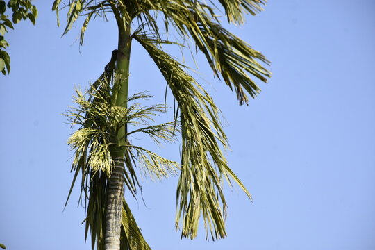 palm tree against blue sky
