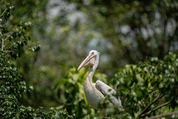 Spotted a spot-billed pelican on the tree top