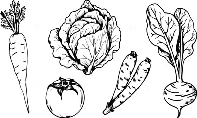Fototapeta premium Hand-Drawn Vintage Vegetable Set – Botanical Etching Vector Sketch Line Art
