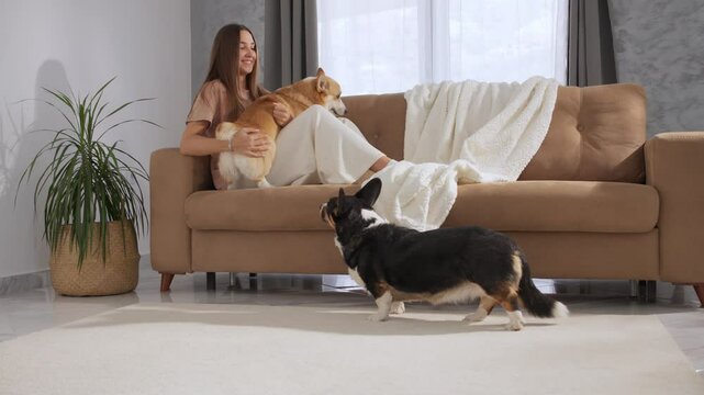 Two corgis stand facing a woman on a beige sofa, seemingly waiting for attention.
