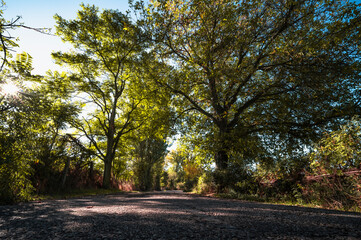 road in the forest