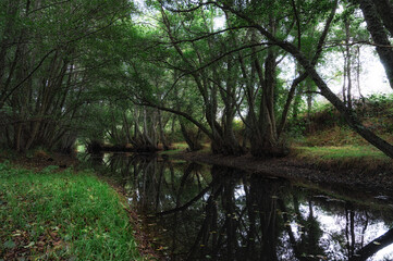 Fototapeta premium river in the deep forest