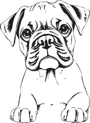 Boxer puppy. Hand drawn vector illustration