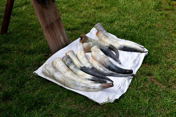 A close up on a display of manually polished and carved horns used for decoration and for drinking...