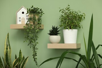Wooden shelves with potted houseplants and decor on light green wall indoors