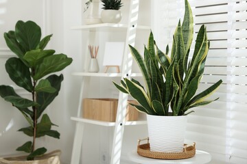Shelving unit with different houseplants and decor indoors