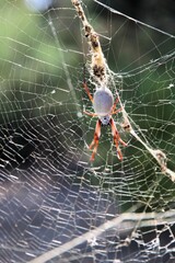 Australian Golden Orbweaver (Trichonephila edulis) South Australia