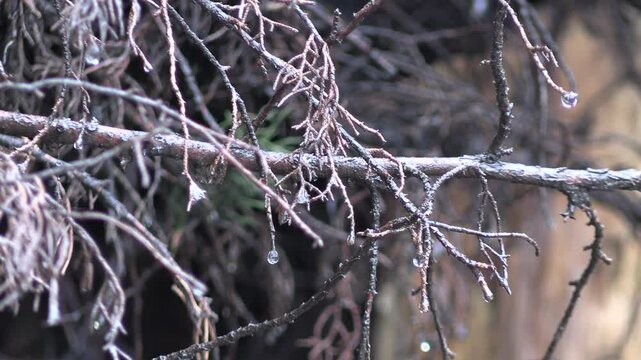 Ramas de un &aacute;rbol sin hoja con gotas despu&eacute;s de la lluvia 1