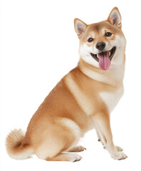 happy Shiba Inu sitting with its tongue out, showcasing its playful and friendly demeanor. This adorable dog has beautiful coat and charming expression that brings joy