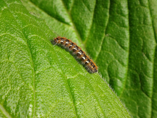 Jersey tiger moth (Euplagia quadripunctaria), caterpillar on a tree echium leaf