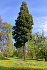 Obraz premium Lonely tree.