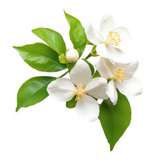 Fototapeta premium Mock Orange isolated on white background